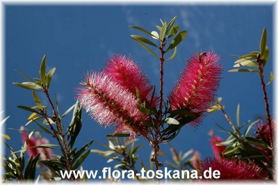 callistemon_citrinus_perth_pink_1_-_141005.jpg