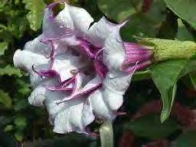 Datura melel 2.jpg