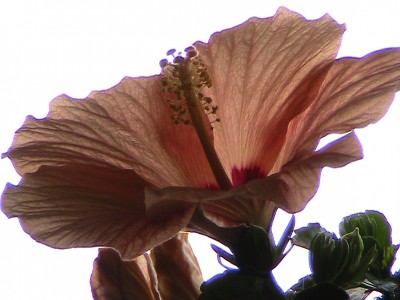 Hibiskus.JPG