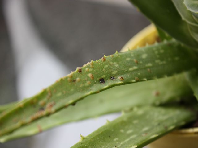 Aloe Vera hat braune Hubbel - Schildläuse · Pflanzenkrankheiten &  Schädlinge · GREEN24 Pflanzen & Garten Forum