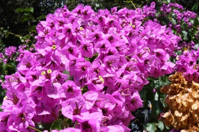 Blume_4977.jpg