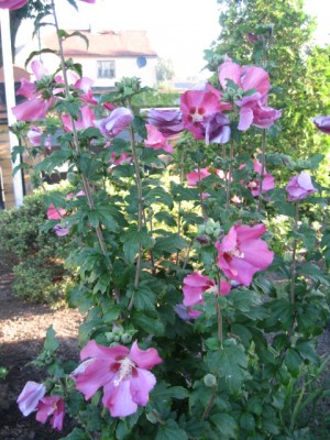 Sept.2010 022.jpg