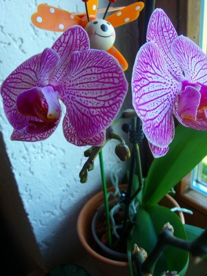 100D0970.JPG