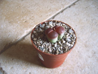 passiphloxum 001.jpg