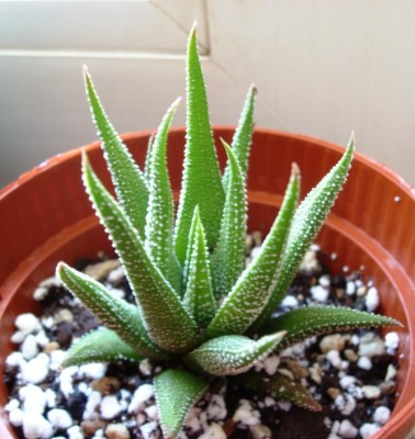 H. attenuata v. brittaniae.JPG