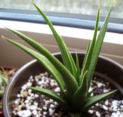 H. longiana.JPG