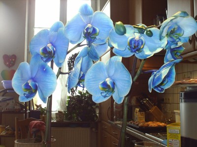 Blaue orchidee.JPG