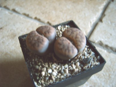 passiphloxum 004.jpg