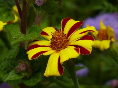 Tagetes patula.jpg