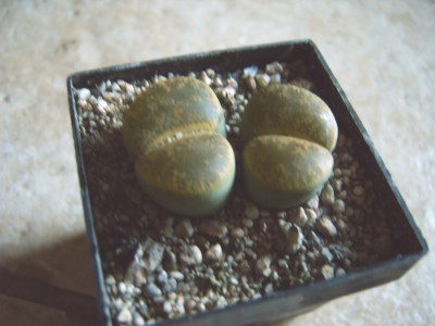 passiphloxum 007.jpg