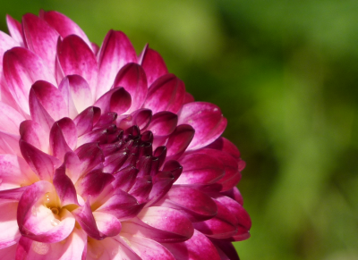 Dahlie Little Robert.png