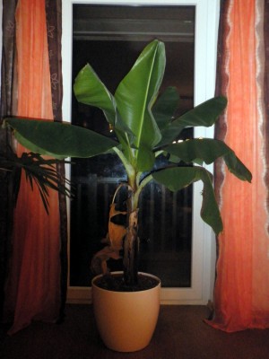 musa-acuminata.jpg
