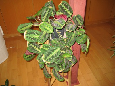 Maranten - Maranta - Stromanthe - Calathea - Ctenanthe  Beliebte Pflanzen  & Erfahrungen  GREEN24 Pflanzen & Garten Forum
