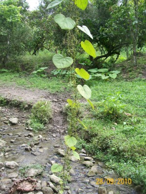 27. Ranker von Ecuador A.jpg