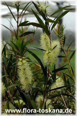 callistemon_salignus.jpg