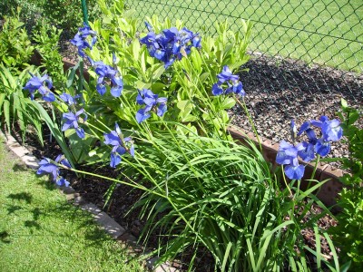 blaue Iris.JPG