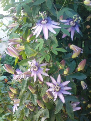 DSC00858.JPG