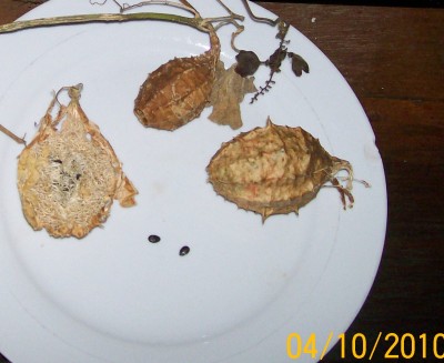 28. Ranker von Ecuador T1, 102_0527.jpg