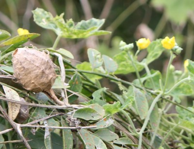 28. Ranker von Ecuador P1, 2010_10_03_0737.JPG