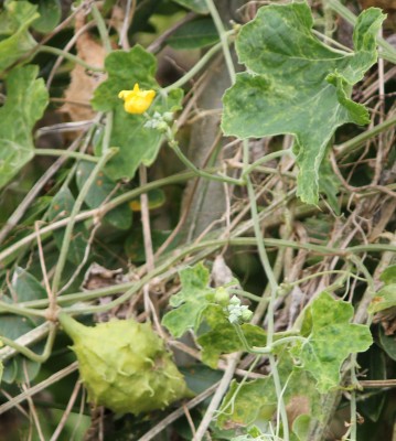 28. Ranker von Ecuador N1, 2010_10_03_0734.JPG