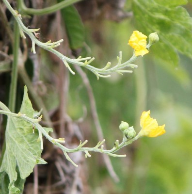 28. Ranker von Ecuador M1, 2010_10_03_0735.JPG