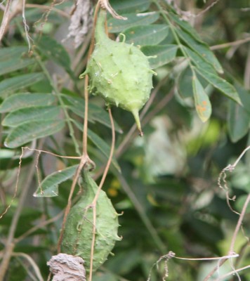 28. Ranker von Ecuador A1, 2010_10_03_0721.JPG