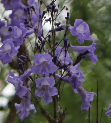 Jacaranda mimosifolia in La Union, 2010_10_03_0772.JPG