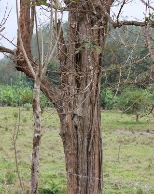 Unbekannter Baum 19 O, 2010_10_03_0740.JPG