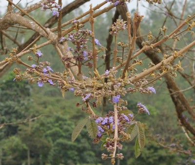Unbekannter Baum 19 B, 2010_10_03_0742.JPG