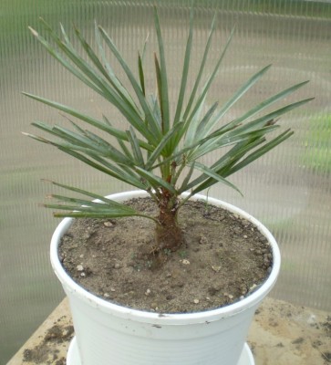 Chamaerops_humilis_cerifera.jpg