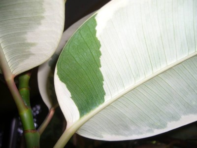 FicusElastica_US.jpg