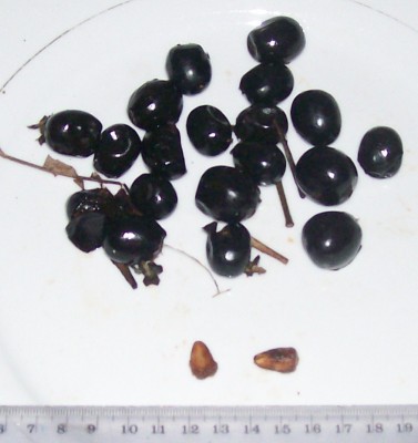 Vitex gigantea, Pechiche, Frucht 2.jpg