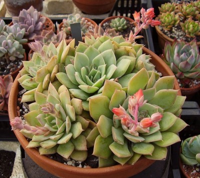 Echeveria ´Vanbreen´.jpg