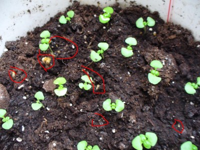 Was sind das für komische Pilze auf meiner Blumenerde??? ·  Pflanzenkrankheiten & Schädlinge · GREEN24 Pflanzen & Garten Forum