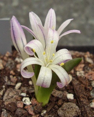 Lachenalia longituba (2).JPG