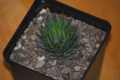 haworthia2 020yy.jpg