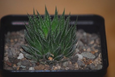 haworthia2 019yy.jpg