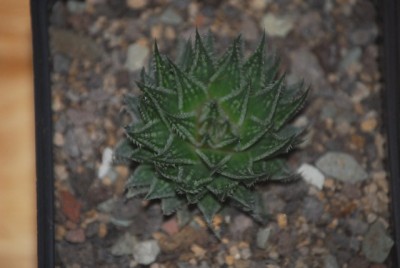 haworthia2 018yy.jpg