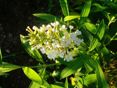 100D0790.JPG