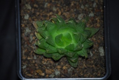 haworthia2 031yy.jpg