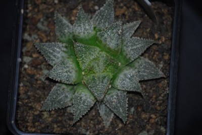 haworthia2 026yy.jpg