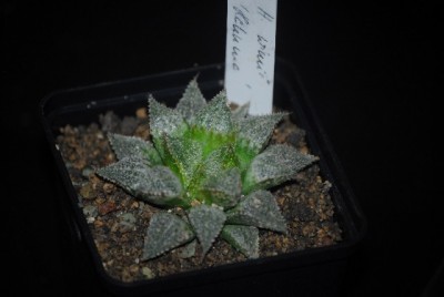 haworthia2 025yy.jpg