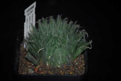 haworthia2 023yy.jpg