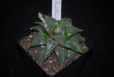 haworthia2 021yy.jpg