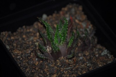 haworthia2 036yy.jpg