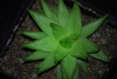 haworthia2 035yy.jpg