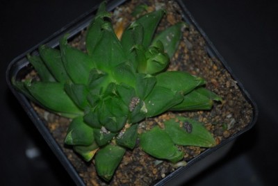haworthia2 033yy.jpg