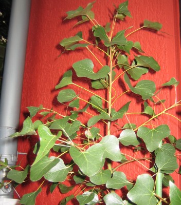 20101006_0001_3.JPG