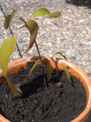 18_07_2007Mango-Drilling.JPG