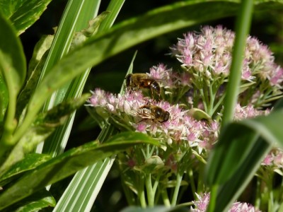 Sedum Frosty Morn.jpg